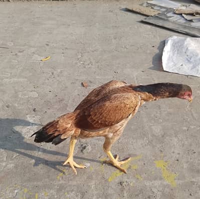 Asseel mianwali Lakha