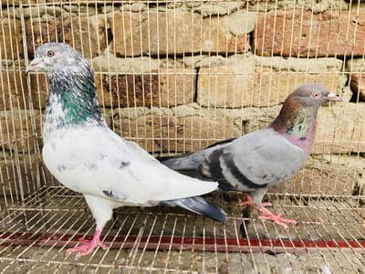 High Quality breeder available