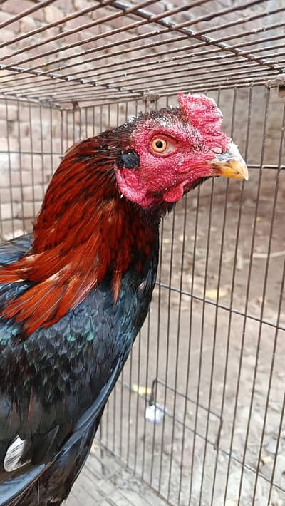 aseel mianwali breed