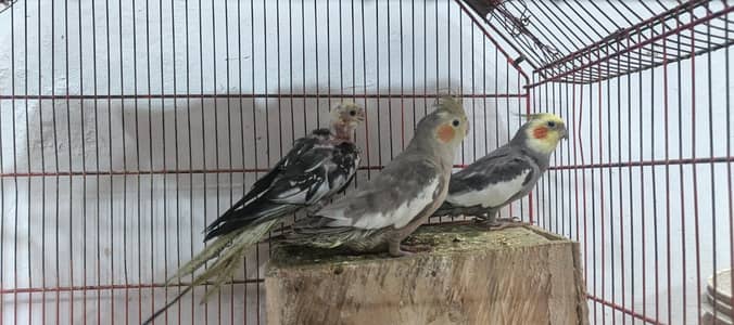 1 pair / 1 baby cocktail / big size cage  and  wooden nest