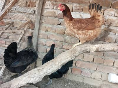 Golden Misri Hens (Egg Laying) For Sale – Healthy & Active