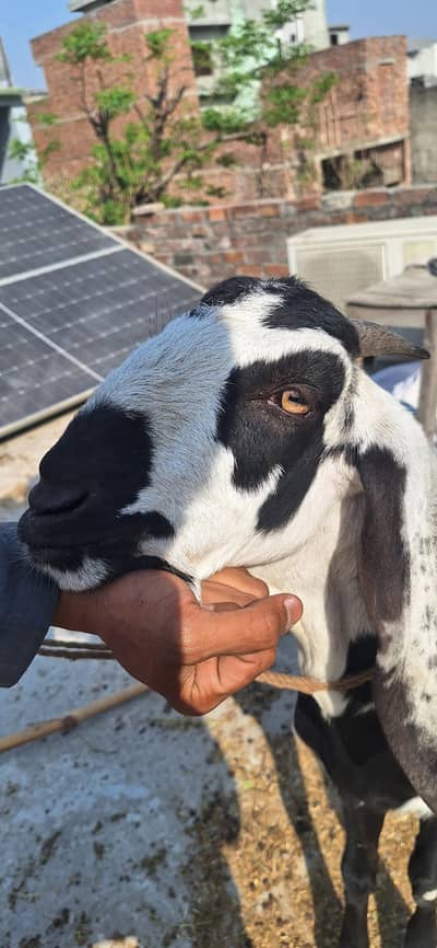 Pure Desi Bakriya For Sale