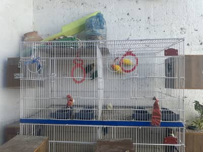 Forsale folding cage bhi ha Jawa finch bhi ha silver Jawa bhi ha