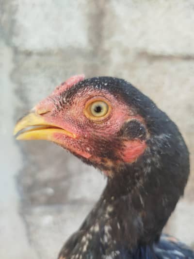 Parmose and mianwali cross