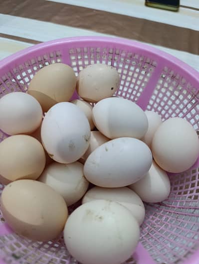 Desi Fertile Egg  Golden Misri , Lehmon Brown