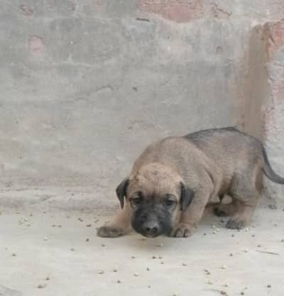 bagiyari male pup /0/3/0/4/6/9/6/0/0/7/2/