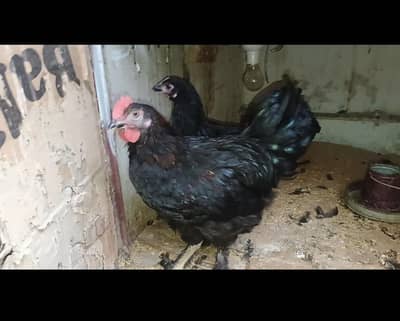 Black Buff pair for sale