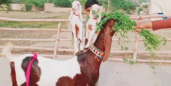 2 bacchon wali bakri for sale call me"_03228636148