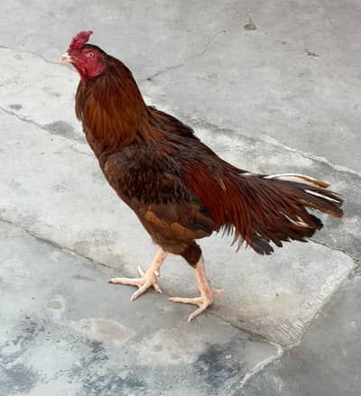 Aseel murga mianwali