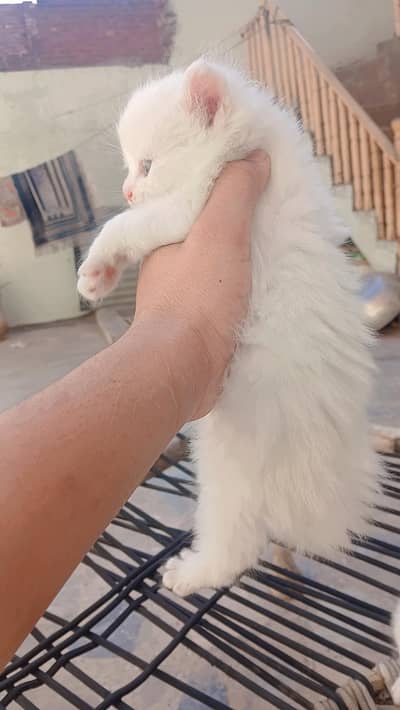 white pure kittens