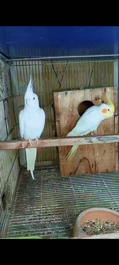 Cocktail Eno Male & Common white Female confirmed Pair