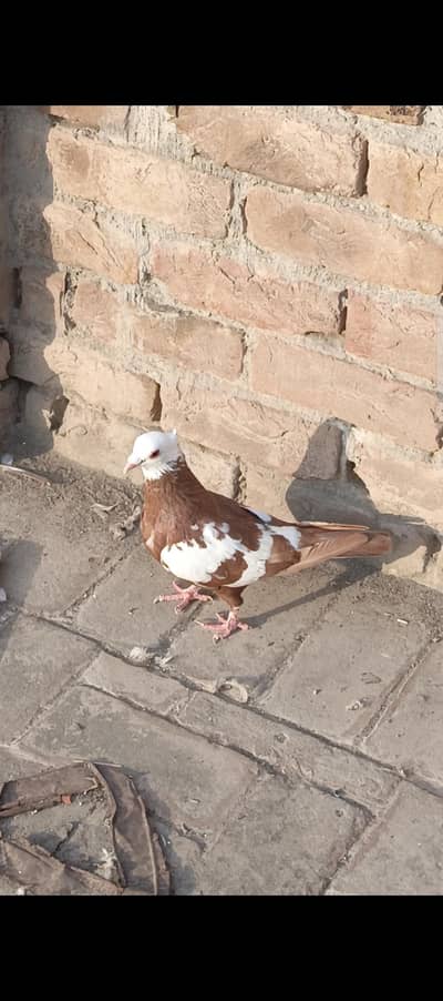 Jogi male , qasid pair and Aseel pair