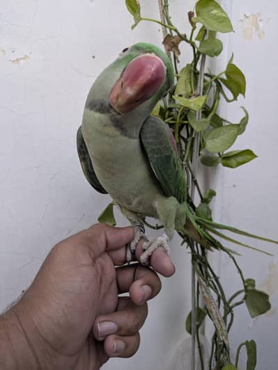 kashmiri raw hand tamed