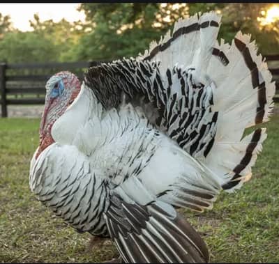 Turkey Bird Pair Ready To Bareed For Sale