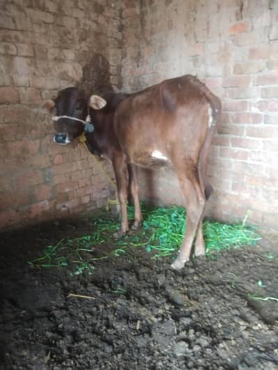 karas cow ha nechy bachri ha