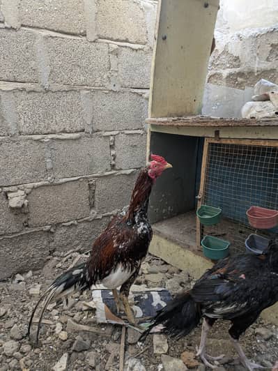 PURE ASEEL TRIO 2 MALE 1 FEMALE