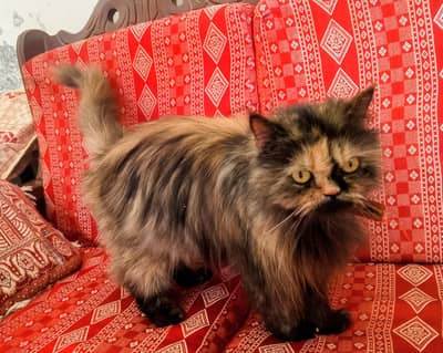 Persian cat