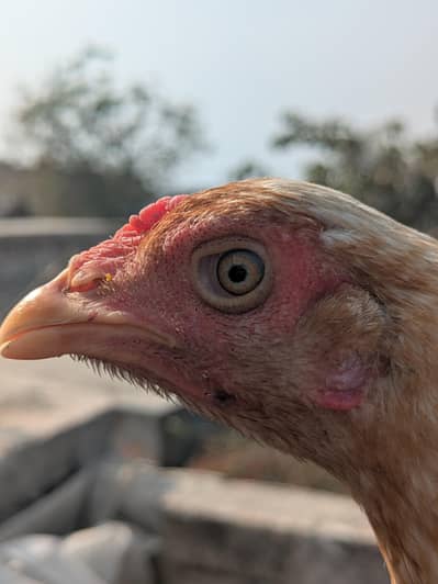 Aseel murgi Andy de rahi hai