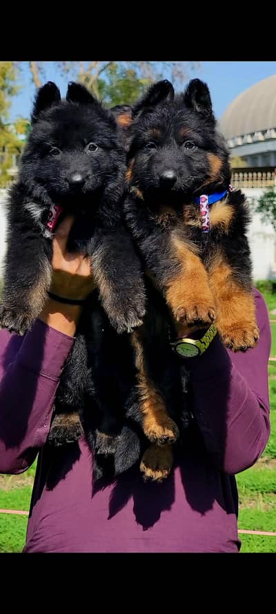 show quality imported bloodline gsd lowbak pair for sale