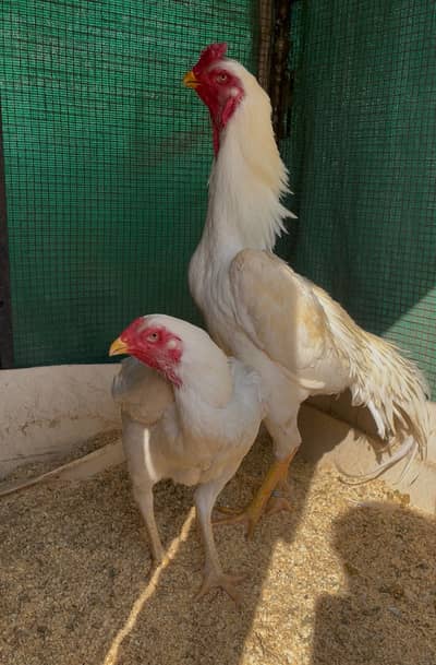 Pure white oh shamo pair top quality