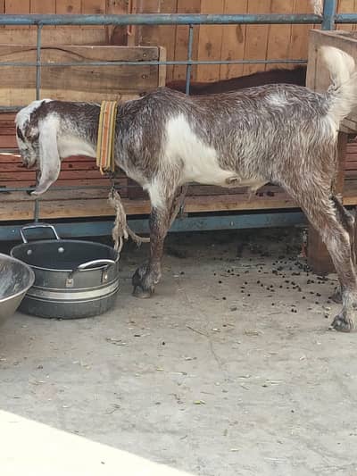 2 bkray  0/3/00/83/98/021