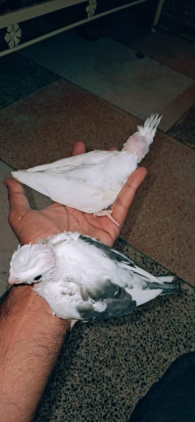 Handtame Cocktail | Cocktail Pair | Cocktail | Cocktail Handtamed