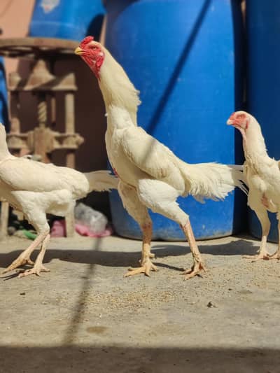 king shamo,oh shamo ,pure white o shamo