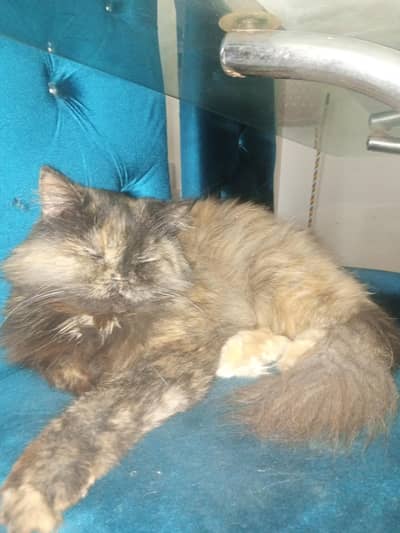 Location Bheria enclave sec n islamabad  triple coted black hair