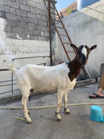 Teddy female goat for milk