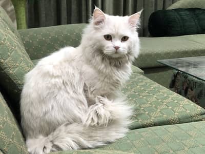 Persian cat Male