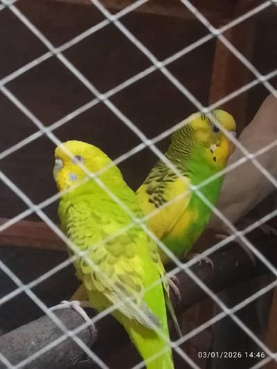 budgies (bajri tote )
