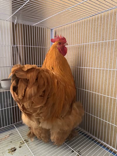 1 pair golden buff and 1 male silky