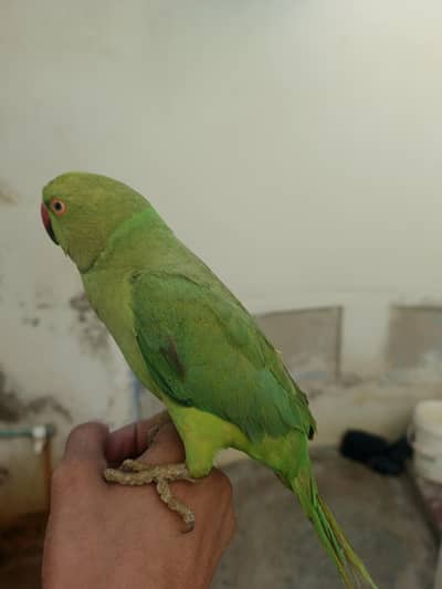 sell hand tame parrot