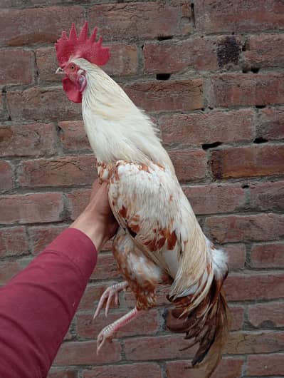 home breed Aseel+dasi aseel