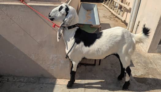 mashallah khassi bakre hn Dant me 2 hn healthy and active Bakra h