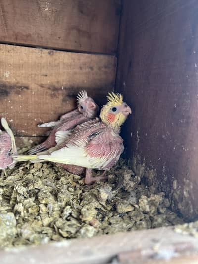 Cocktail Chicks Available