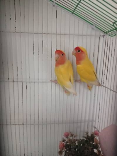 Love birds for sale