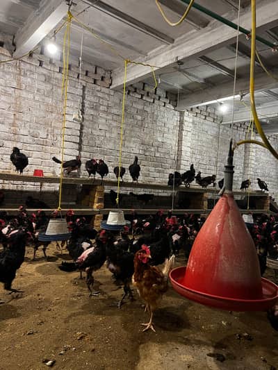 Lohman brown and black