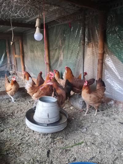 Golden Misri Desi hens | Desi murgi | Egg laying hens