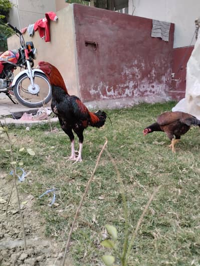 Aseel Thai Cross Pair