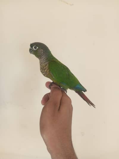 pineapple conure green cheek comure  hand taame piece's available