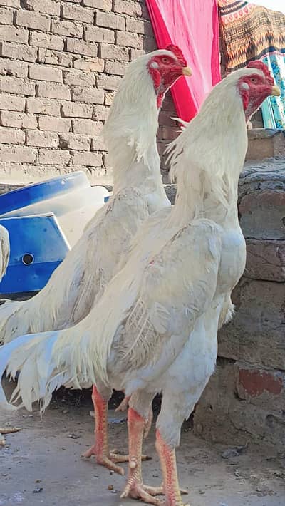 White Shamoo breeders available