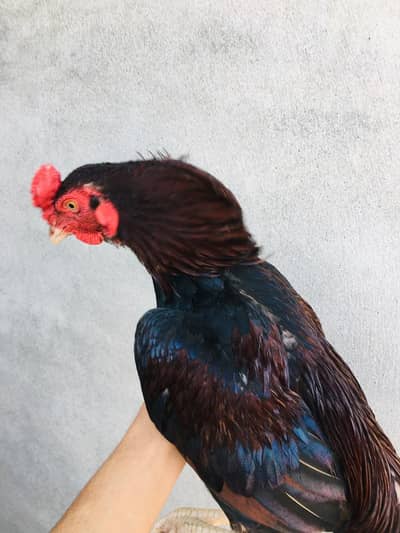 aseel murga for sale