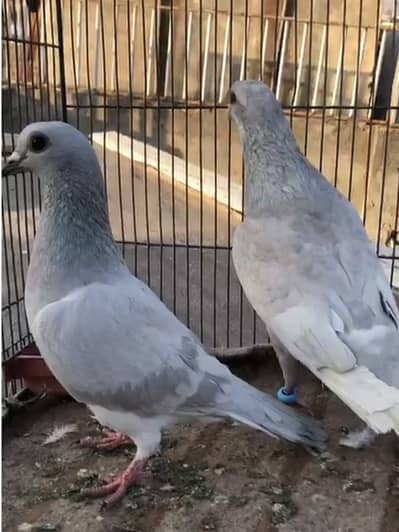 kasni gnday Dar pair