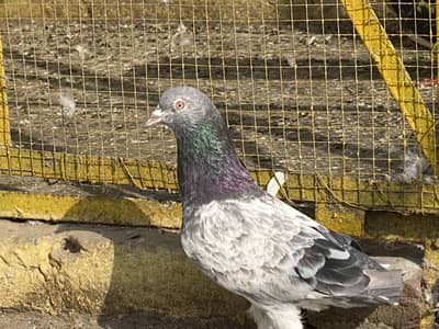 Golden teddy Low flyer Pigeons