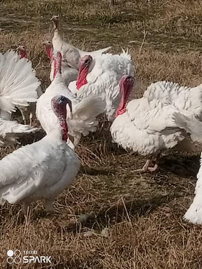 turkey birds