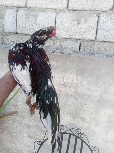 chena patha available for sale