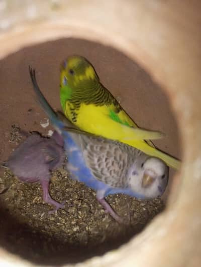 7 pair and cage sell