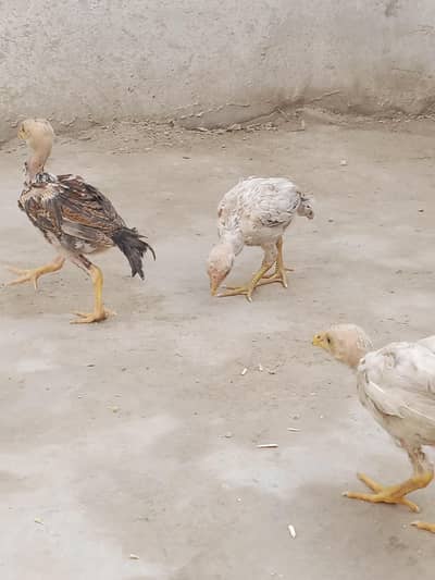 boht hi khubsorat murgi k bachy Hy