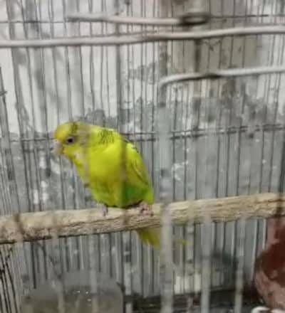 Astrallian Parrot